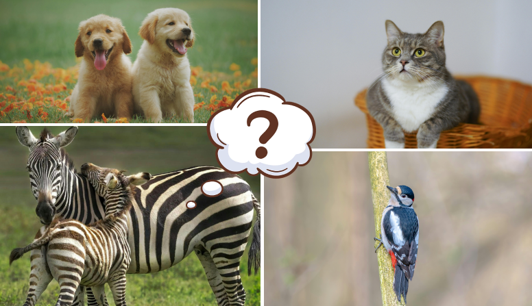 What is Your Chosen Guardian Animal?