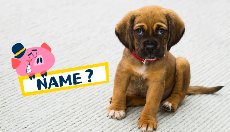 How Unique is Your Pet’s Name?